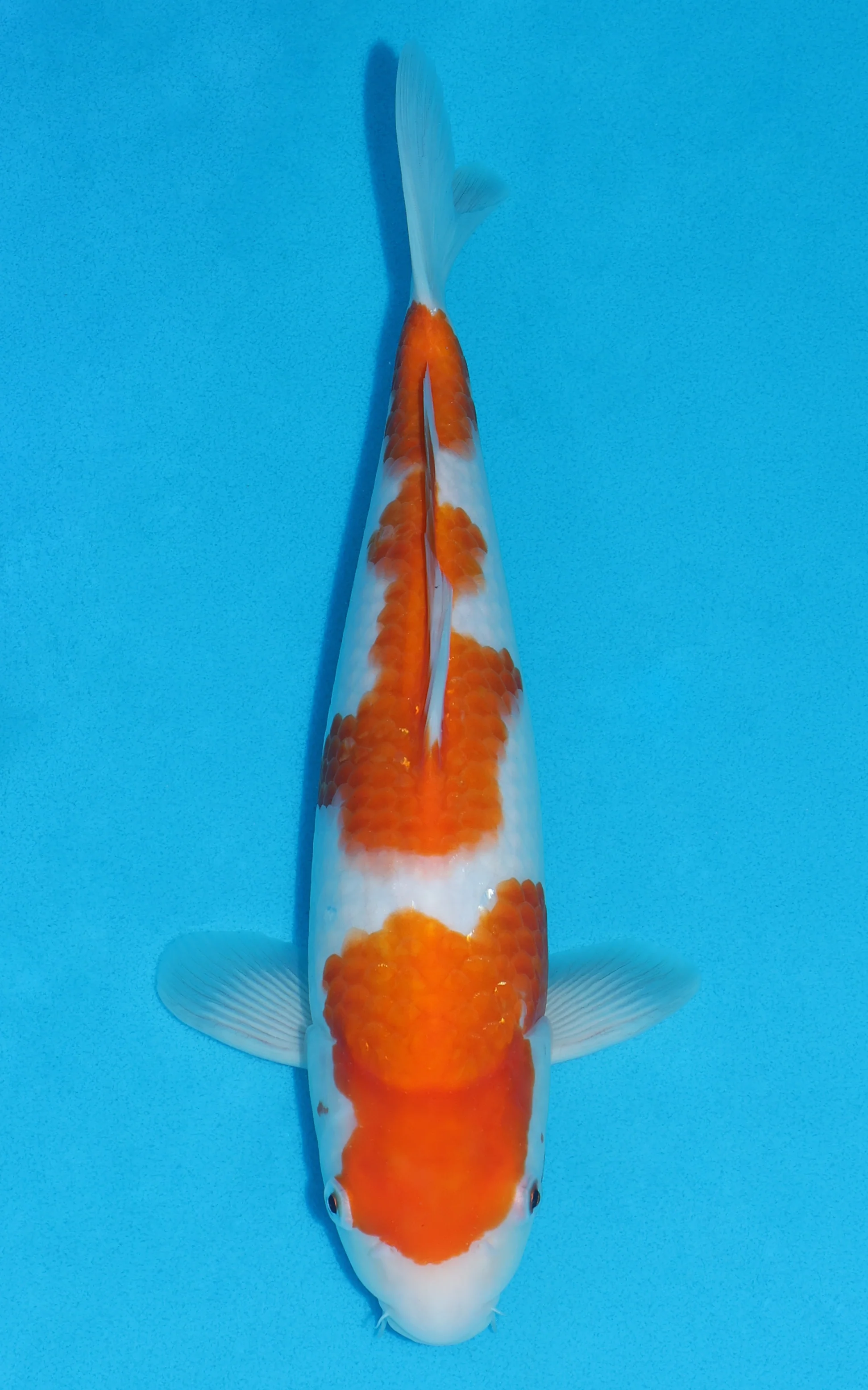 Koi For Sale