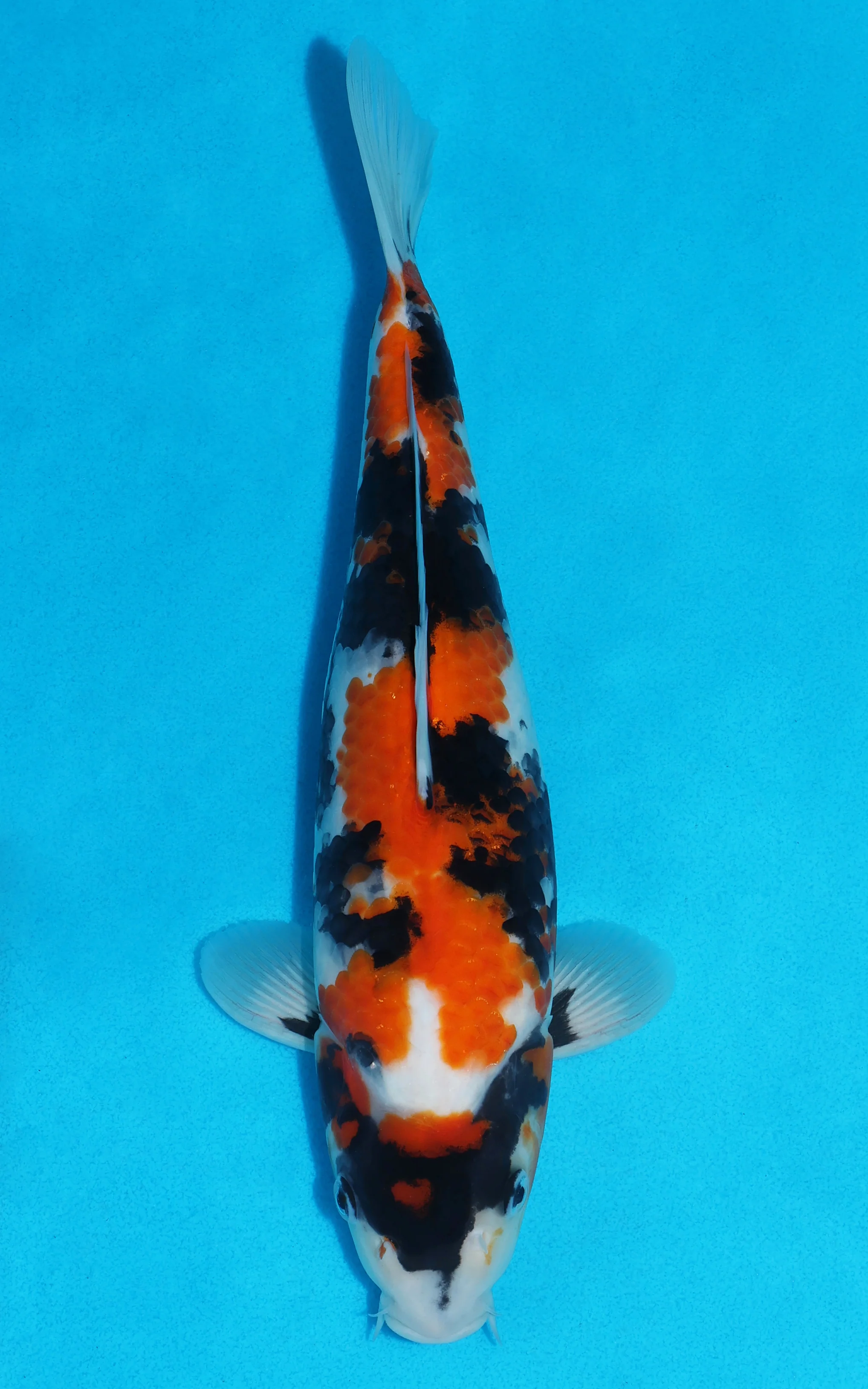 £195 Koi