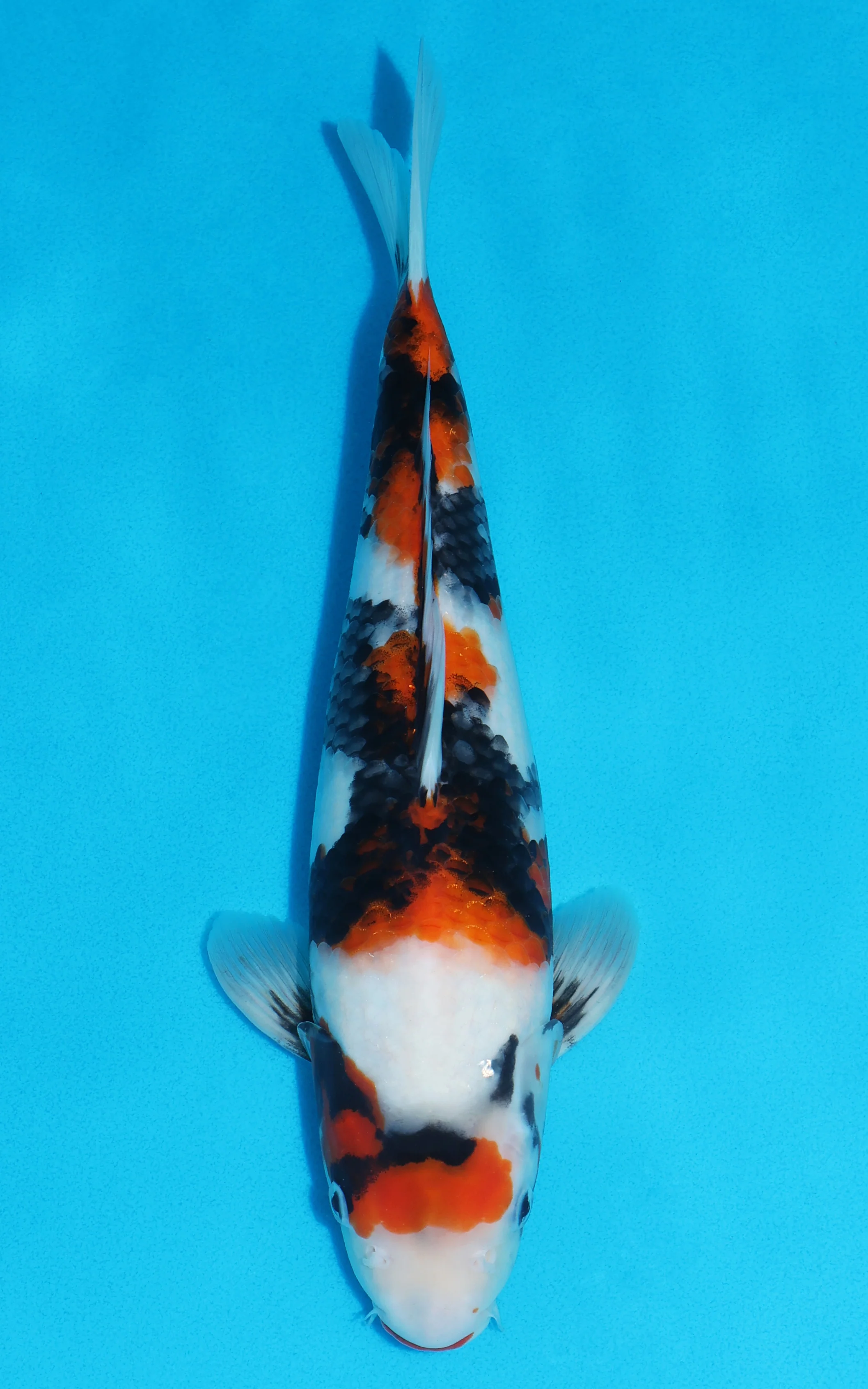 £295 Koi