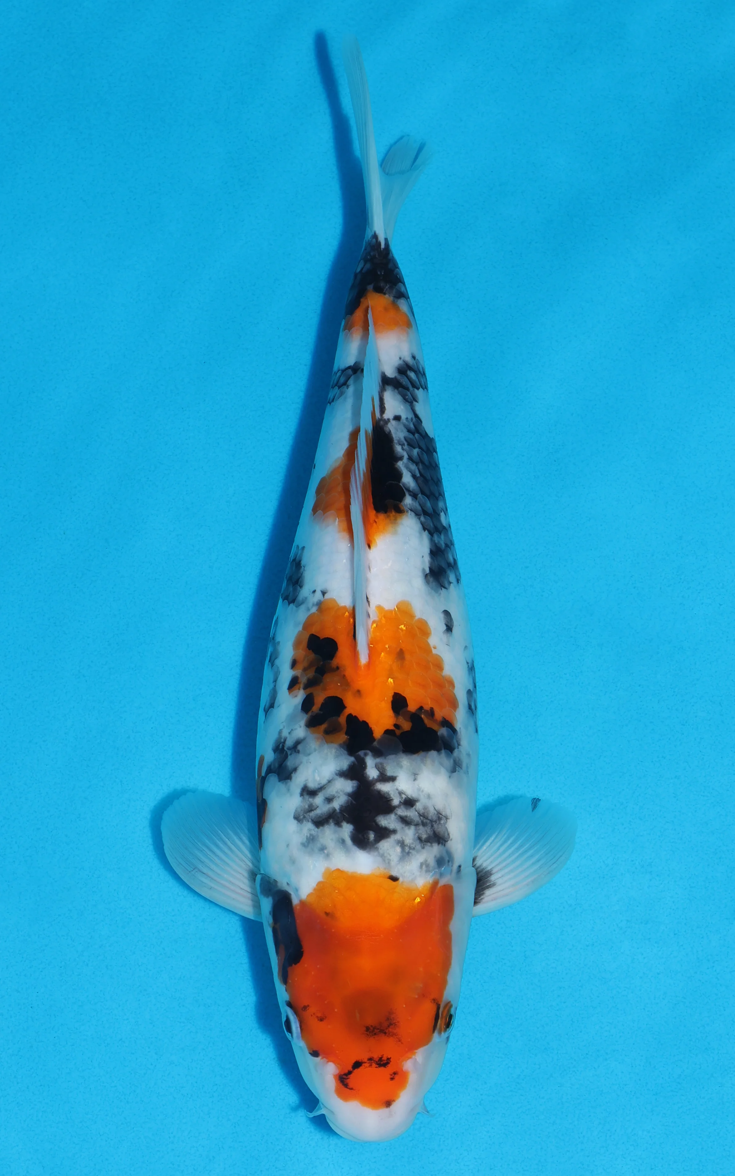 £450+ Koi